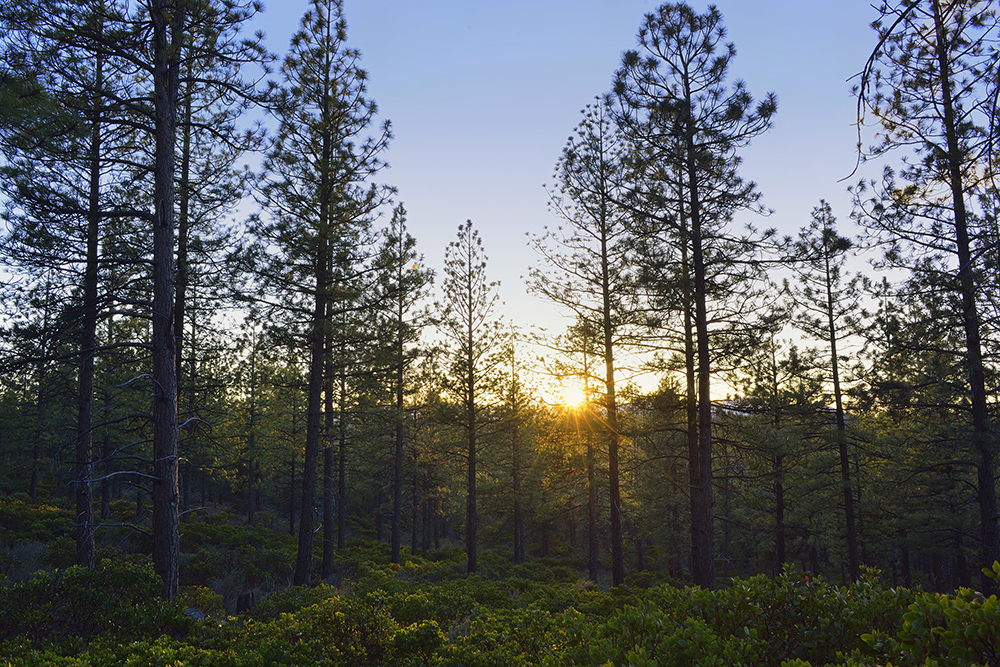 The Tree Farm