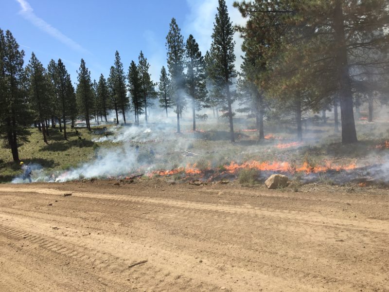 Tree Farm Prescribed Burn